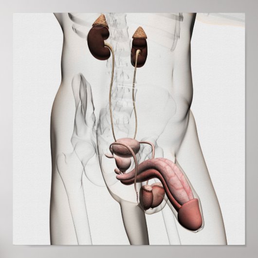 3D-Darstellung des männlichen Fortpflanzungssystem Poster (Vorne)