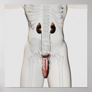 3D-Darstellung des männlichen Fortpflanzungssystem Poster