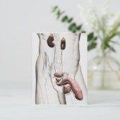 3D-Darstellung des männlichen Fortpflanzungssystem Postkarte (Stehend Vorderseite)