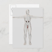 3D-Darstellung des männlichen Fortpflanzungssystem Postkarte (Vorne/Hinten)