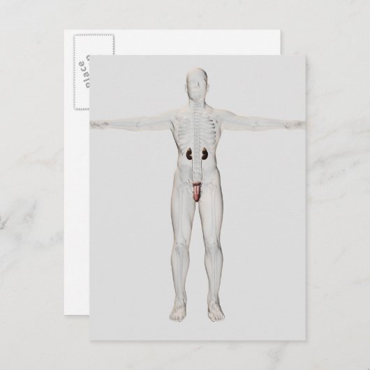 3D-Darstellung des männlichen Fortpflanzungssystem Postkarte (Vorne/Hinten)