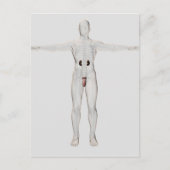 3D-Darstellung des männlichen Fortpflanzungssystem Postkarte (Vorderseite)