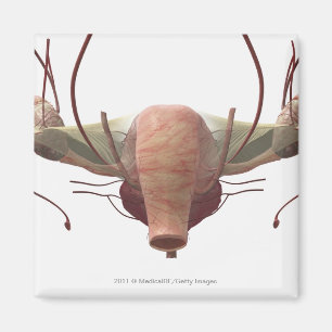 3d-Modell des weiblichen Fortpflanzungssystems Magnet