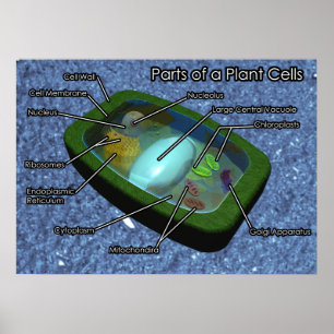 3D-Pflanze Zelldiagramm Poster