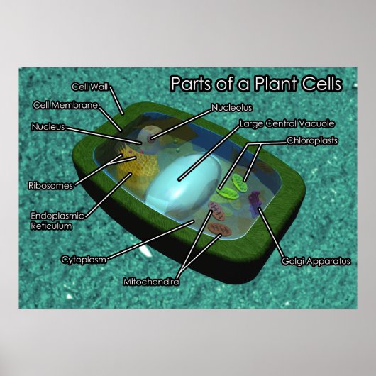 3D Plant Cell Diagram Poster (Vorne)