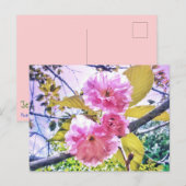 3PINK BLOSSOME LIGHT POSTCARD POSTKARTE (Vorne/Hinten)