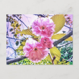 3PINK BLOSSOME LIGHT POSTCARD POSTKARTE