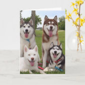** 40.** SPASS DER SIBERISCHEN HUSKEY-GRUPPE KARTE (Gelbe Blume)