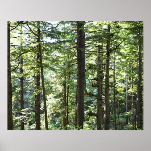 41067 POSTER (Vorne)