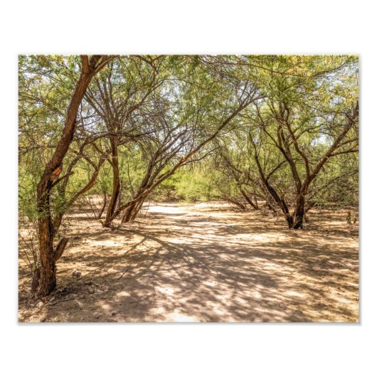 4745-Schattenbäume in der Wüste Fotodruck (Vorne)