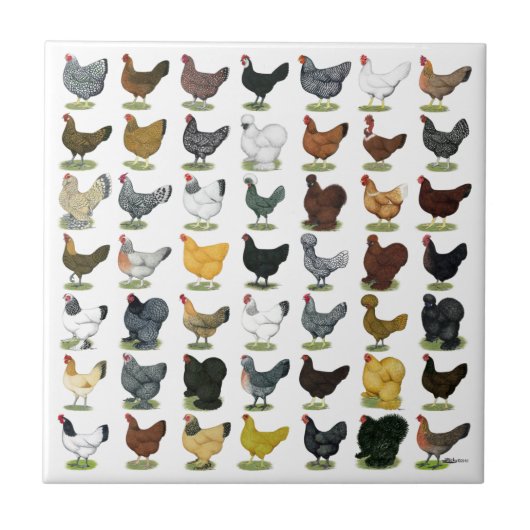 49 Huhn-Hennen Fliese (Vorderseite)