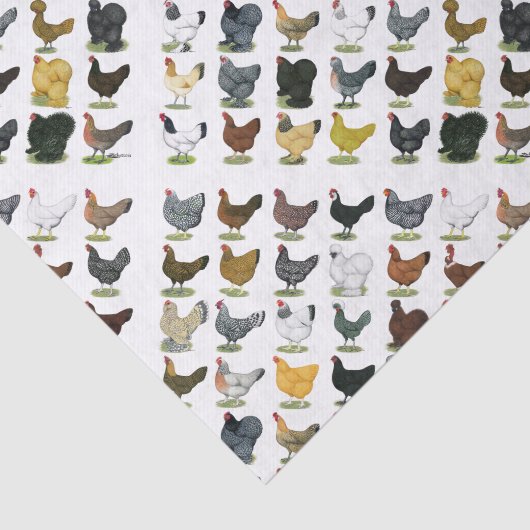 49 Huhn-Hennen Seidenpapier (Ausschnitt)