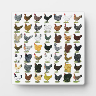 49 Hühnerhennen Fotoplatte