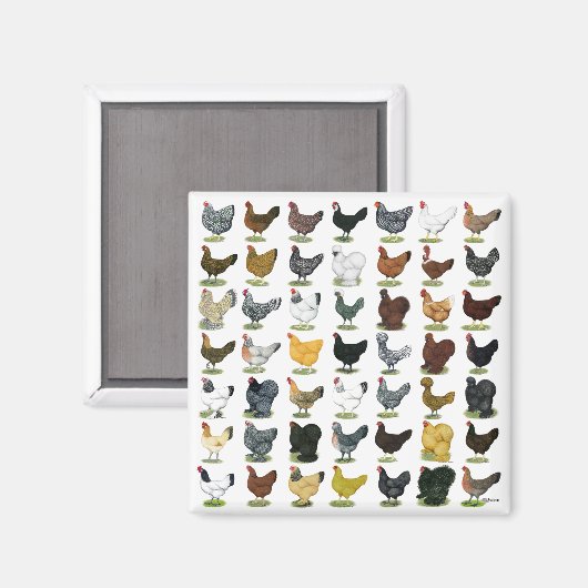 49 Hühnerhennen Magnet (Vorderseite/Rückseite)