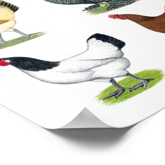 49 Hühnerhennen Poster (Ecke)