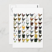 49 Hühnerhennen Postkarte (Vorne/Hinten)