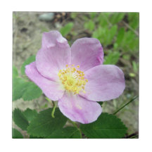 4,25" x 4,25" Quadrat Tile Woods Rose Rosa Blume