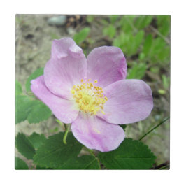 4,25" x 4,25" Quadrat Tile Woods Rose Rosa Blume Fliese