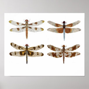 4 Dragonfly Beauties Poster