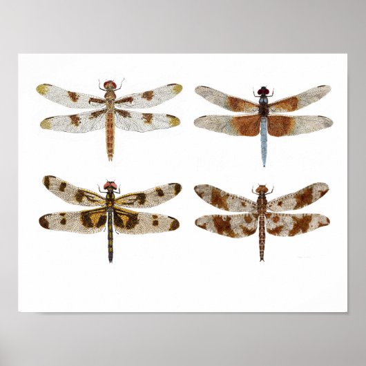 4 Dragonfly Beauties Poster (Vorne)