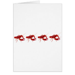 4 gekochte Panzerkrebse