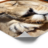 4 Gesichter der Löwe Poster (Ecke)