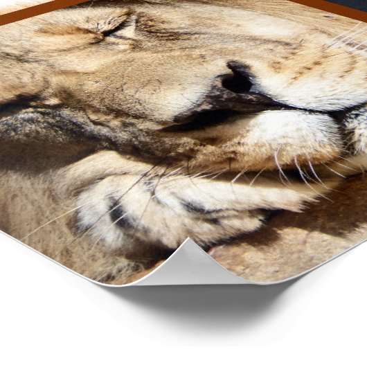 4 Gesichter der Löwe Poster (Ecke)