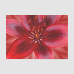4 Größen von Tissue-Geschenkpapier - Asiatische Li Seidenpapier