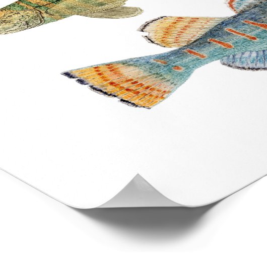 4 Häufig Darter Species Poster (Ecke)