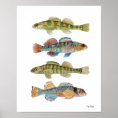 4 Häufig Darter Species Poster (Vorne)