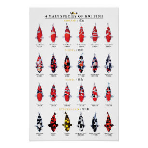 4 Hauptarten von Koi-Fischen Poster