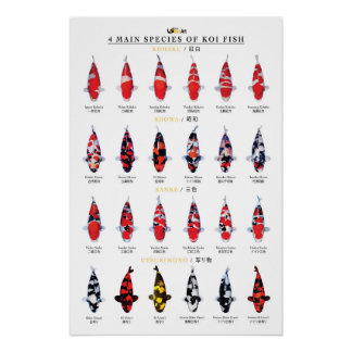 4 Hauptarten von Koi-Fischen Poster