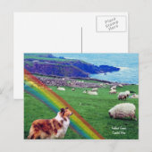 4. Irische Küste, Collie & Flock Postkarte (Vorne/Hinten)