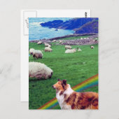 4. Irland Küste, Collie & Flock Schafe #2 Postkarte (Vorne/Hinten)