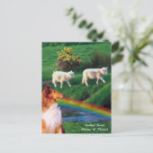 4. Irland Streit mit Collie und Schafen Postkarte (Stehend Vorderseite)