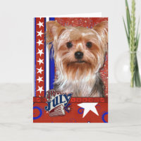4. Juli Firecracker - Yorkshire Terrier