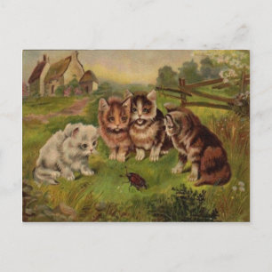 4 Katzen spielen mit Käfer Vintage 1900er Postkart Postkarte