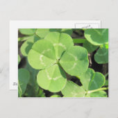 4 Leaf Clover Good Luck Charm Postkarte (Vorne/Hinten)