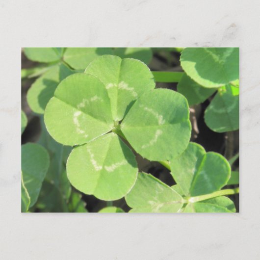 4 Leaf Clover Good Luck Charm Postkarte (Vorderseite)