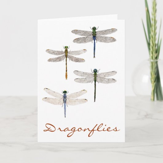 4 Libellenart Karte (Vorderseite)
