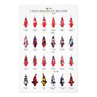 4 main species of koi fish fotodruck
