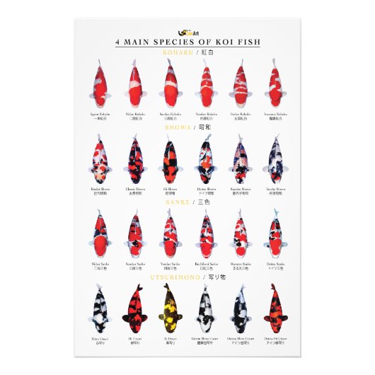 4 main species of koi fish fotodruck (Vorne)