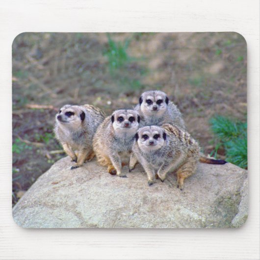 4 Meerkats blickendes Mousepad (Vorne)