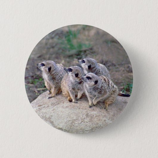 4 Meerkats, das links Knopf schaut Button (Vorderseite)