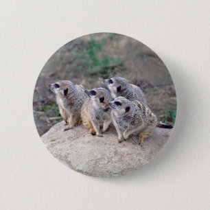 4 Meerkats, das links Knopf schaut Button