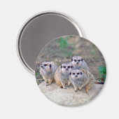 4 Meerkats Peering Magnet (Vorderseite/Rückseite)
