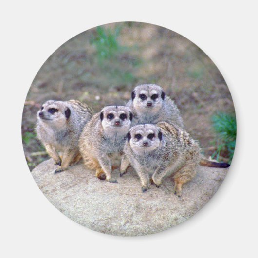 4 Meerkats Peering Magnet (Vorne)