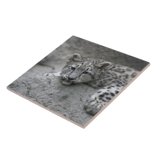 4 Monate alter Schneeleopardenbecher über einen Fe Fliese (Seite)