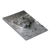 4 Monate alter Schneeleopardenbecher über einen Fe Notizblock (Rechte Seite)