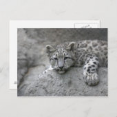 4 Monate alter Schneeleopardenbecher über einen Fe Postkarte (Vorne/Hinten)